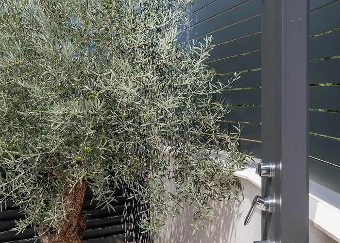 Lulani Pool 索利纳